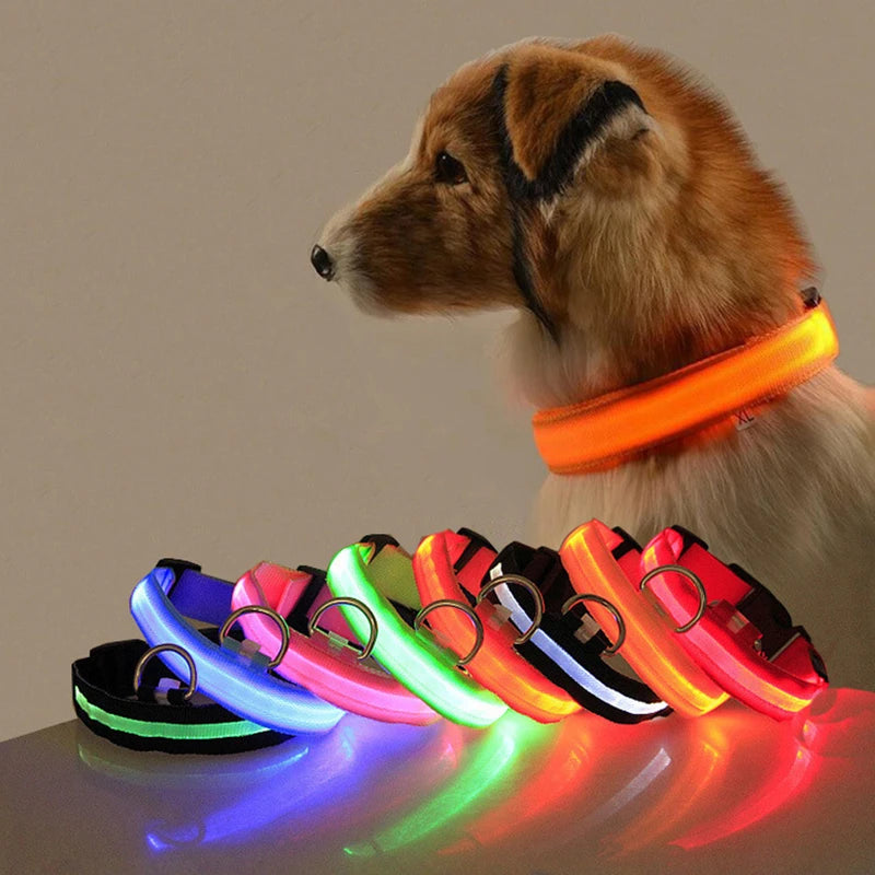 Collier lumineux LED pour chien
